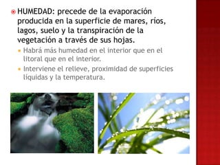  HUMEDAD:   precede de la evaporación
 producida en la superficie de mares, ríos,
 lagos, suelo y la transpiración de la
 vegetación a través de sus hojas.
    Habrá más humedad en el interior que en el
     litoral que en el interior.
    Interviene el relieve, proximidad de superficies
     líquidas y la temperatura.
 