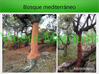 Bosque mediterráneo
● Alcornoque
Vicent Marquès
 