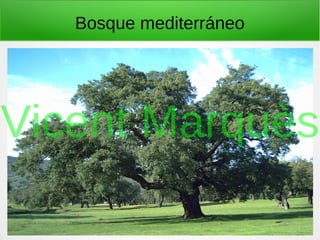 Bosque mediterráneo
Vicent Marquès
 