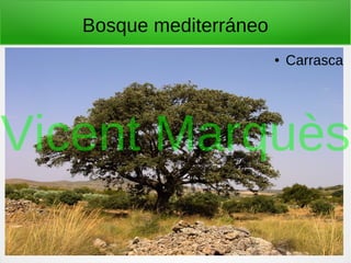 Bosque mediterráneo
● Carrasca
Vicent Marquès
 