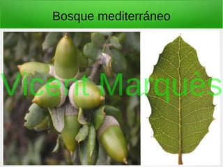 Bosque mediterráneo
Vicent Marquès
 