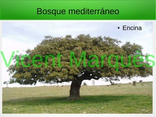 Bosque mediterráneo
● Encina
Vicent Marquès
 
