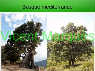 Bosque mediterráneo
Vicent Marquès
 