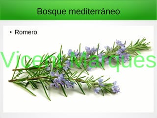 Bosque mediterráneo
● Romero
Vicent Marquès
 