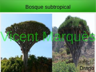 Bosque subtropical
Drago
Vicent Marquès
 
