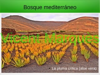 Bosque mediterráneo
● La pluma crítica (aloe vera)
Vicent Marquès
 