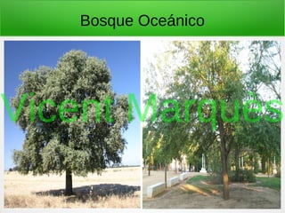 Bosque Oceánico
Vicent Marquès
 