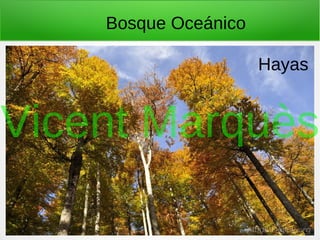Bosque Oceánico
Hayas
Vicent Marquès
 