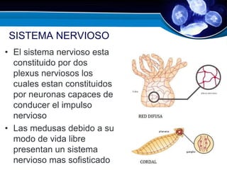 SISTEMA NERVIOSO
• El sistema nervioso esta
constituido por dos
plexus nerviosos los
cuales estan constituidos
por neuronas capaces de
conducer el impulso
nervioso
• Las medusas debido a su
modo de vida libre
presentan un sistema
nervioso mas sofisticado
 