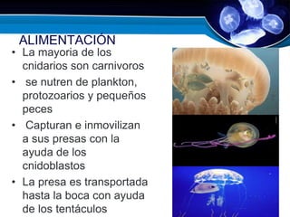 ALIMENTACIÓN
• La mayoria de los
cnidarios son carnivoros
• se nutren de plankton,
protozoarios y pequeños
peces
• Capturan e inmovilizan
a sus presas con la
ayuda de los
cnidoblastos
• La presa es transportada
hasta la boca con ayuda
de los tentáculos
 