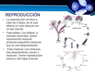 REPRODUCCIÓN
• La reproducción se lleva a
cabo de 2 fases, en el cual
alterna un ciclo asexual con
un tipo sexual:
• Fase pólipo: Los pólipos, a
menudo coloniales, tienen
reproducción asexual;
producen pequeños medusas
que se van desprendiendo.
• Fase medusa: Las medusas,
tras desprenderse, crecen y
maduran. Tienen reproducción
sexual y dan lugar a larvas.
 