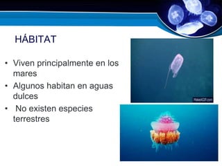 HÁBITAT
• Viven principalmente en los
mares
• Algunos habitan en aguas
dulces
• No existen especies
terrestres
 