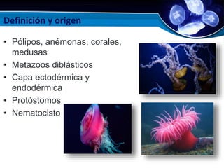 Definición y origen
• Pólipos, anémonas, corales,
medusas
• Metazoos diblásticos
• Capa ectodérmica y
endodérmica
• Protóstomos
• Nematocisto
 
