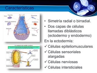 Características
• Simetría radial o birradial.
• Dos capas de células
llamadas diblásticos
(ectodermo y endodermo)
En la ectodermis:
 Células epiteliomusculares
 Células sensoriales
alargadas
 Células nerviosas
 Células intersticiales
 