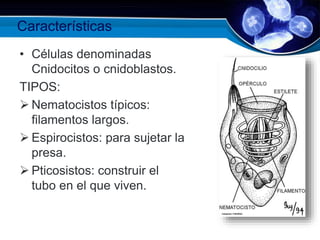 Características
• Células denominadas
Cnidocitos o cnidoblastos.
TIPOS:
 Nematocistos típicos:
filamentos largos.
 Espirocistos: para sujetar la
presa.
 Pticosistos: construir el
tubo en el que viven.
 
