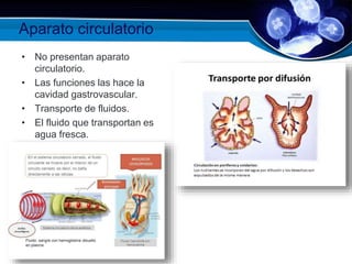Aparato circulatorio
• No presentan aparato
circulatorio.
• Las funciones las hace la
cavidad gastrovascular.
• Transporte de fluidos.
• El fluido que transportan es
agua fresca.
 