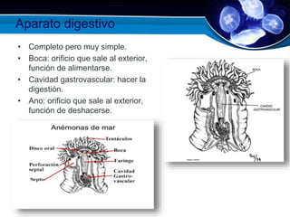 Aparato digestivo
• Completo pero muy simple.
• Boca: orificio que sale al exterior,
función de alimentarse.
• Cavidad gastrovascular: hacer la
digestión.
• Ano: orificio que sale al exterior,
función de deshacerse.
 