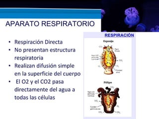 APARATO RESPIRATORIO
• Respiración Directa
• No presentan estructura
respiratoria
• Realizan difusión simple
en la superficie del cuerpo
• El O2 y el CO2 pasa
directamente del agua a
todas las células
 