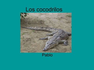 Los cocodrilos Pablo 