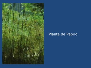 Planta de Papiro<br />