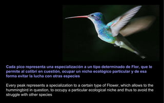 Cada pico representa una especialización a un tipo determinado de Flor, que le permite al colibrí en cuestión, ocupar un nicho ecológico particular y de esa forma evitar la lucha con otras especies  Every peak represents a specialization to a certain type of Flower, which allows to the hummingbird in question, to occupy a particular ecological niche and thus to avoid the struggle with other species 