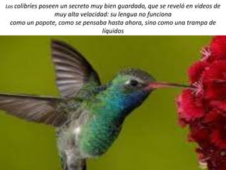 Los colibríes poseen un secreto muy bien guardado, que se reveló en videos de
muy alta velocidad: su lengua no funciona
como un popote, como se pensaba hasta ahora, sino como una trampa de
líquidos
 