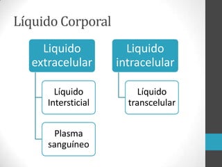 Líquido Corporal
Liquido Liquido
extracelular intracelular
Líquido Líquido
Intersticial transcelular
Plasma
sanguíneo
