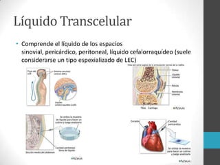 Líquido Transcelular
• Comprende el líquido de los espacios
sinovial, pericárdico, peritoneal, líquido cefalorraquídeo (suele
considerarse un tipo espexializado de LEC)