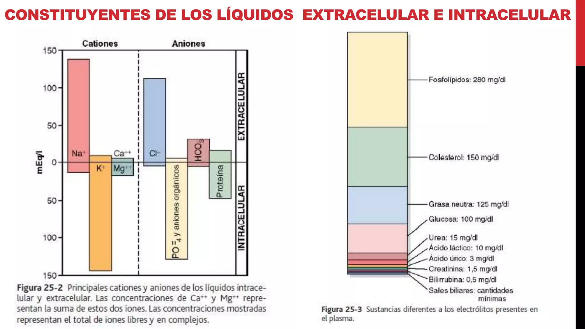 Los compartimientos del líquido corporal, líquidos extracelular e ...