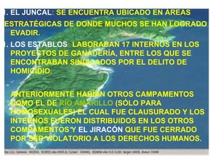 1. EL JUNCAL: SE ENCUENTRA UBICADO EN ÁREAS
ESTRATÉGICAS DE DONDE MUCHOS SE HAN LOGRADO
EVADIR.
1. LOS ESTABLOS: LABORABAN 17 INTERNOS EN LOS
PROYECTOS DE GANADERÍA, ENTRE LOS QUE SE
ENCONTRABAN SINDICADOS POR EL DELITO DE
HOMICIDIO.
ANTERIORMENTE HABÍAN OTROS CAMPAMENTOS
COMO EL DE RÍO AMARILLO (SÓLO PARA
HOMOSEXUALES) EL CUAL FUE CLAUSURADO Y LOS
INTERNOS FUERON DISTRIBUIDOS EN LOS OTROS
COMPAMENTOS Y EL JIRACÓN QUE FUE CERRADO
POR SER VIOLATORIO A LOS DERECHOS HUMANOS.
 