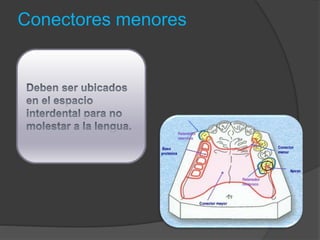 Conectores menores
 