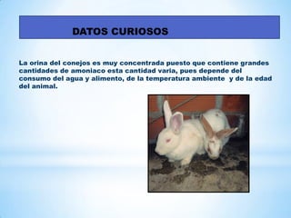 La orina del conejos es muy concentrada puesto que contiene grandes
cantidades de amoniaco esta cantidad varia, pues depende del
consumo del agua y alimento, de la temperatura ambiente y de la edad
del animal.
DATOS CURIOSOS
 