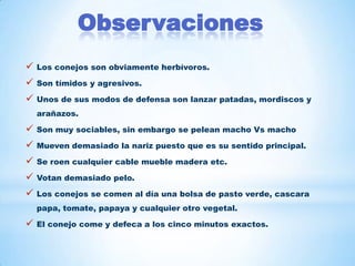  Los conejos son obviamente herbívoros.
 Son tímidos y agresivos.
 Unos de sus modos de defensa son lanzar patadas, mordiscos y
arañazos.
 Son muy sociables, sin embargo se pelean macho Vs macho
 Mueven demasiado la nariz puesto que es su sentido principal.
 Se roen cualquier cable mueble madera etc.
 Votan demasiado pelo.
 Los conejos se comen al día una bolsa de pasto verde, cascara
papa, tomate, papaya y cualquier otro vegetal.
 El conejo come y defeca a los cinco minutos exactos.
Observaciones
 