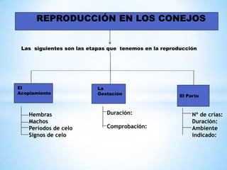 REPRODUCCIÓN EN LOS CONEJOS
Las siguientes son las etapas que tenemos en la reproducción
El
Acoplamiento
La
Gestación El Parto
Hembras
Machos
Períodos de celo
Signos de celo
Duración:
Comprobación:
Nº de crías:
Duración:
Ambiente
indicado:
 