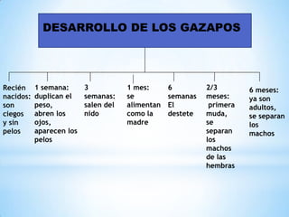 DESARROLLO DE LOS GAZAPOS
Recién
nacidos:
son
ciegos
y sin
pelos
1 semana:
duplican el
peso,
abren los
ojos,
aparecen los
pelos
3
semanas:
salen del
nido
1 mes:
se
alimentan
como la
madre
6
semanas
El
destete
2/3
meses:
primera
muda,
se
separan
los
machos
de las
hembras
6 meses:
ya son
adultos,
se separan
los
machos
 