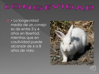 •La longevidad
media de un conejo
es de entre 3 y 4
años en libertad,
mientras que en
cautividad puede
alcanzar de 6 a 8
años de vida.
 
