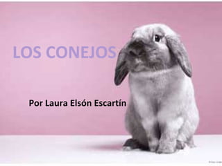 LOS CONEJOS
Por Laura Elsón Escartín
 