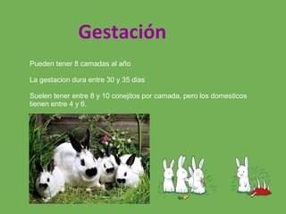 Gestación
Pueden tener 8 camadas al año
La gestacion dura entre 30 y 35 dias
Suelen tener entre 8 y 10 conejitos por camada, pero los domesticos
tienen entre 4 y 6.
 