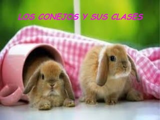 LOS CONEJOS Y SUS CLASES
 