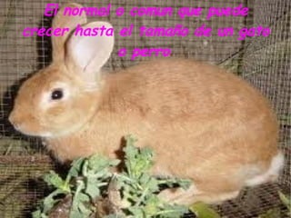 El normal o comun que puede
crecer hasta el tamaño de un gato
             o perro.
 