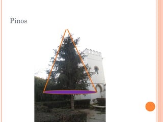 Pinos