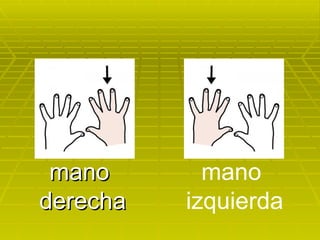 mano  derecha mano  izquierda 