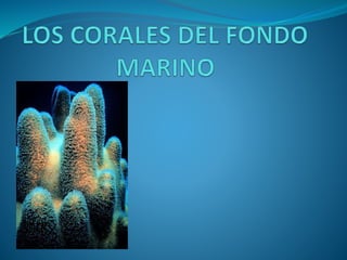 Los corales del marino