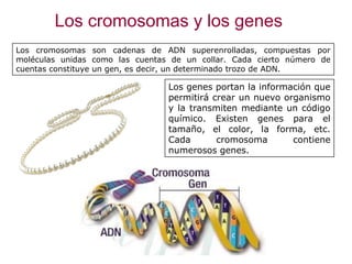 Los cromosomas y los genes
Los cromosomas son cadenas de ADN superenrolladas, compuestas por
moléculas unidas como las cuentas de un collar. Cada cierto número de
cuentas constituye un gen, es decir, un determinado trozo de ADN.
Los genes portan la información que
permitirá crear un nuevo organismo
y la transmiten mediante un código
químico. Existen genes para el
tamaño, el color, la forma, etc.
Cada cromosoma contiene
numerosos genes.
 