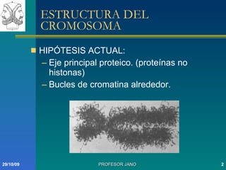 ESTRUCTURA DEL CROMOSOMA HIPÓTESIS ACTUAL: Eje principal proteico. (proteínas no histonas) Bucles de cromatina alrededor.