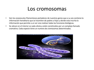 Los cromosomas
•

•

Son los corpúsculos filamentosos portadores de nuestros genes que a su ves contiene la
información hereditaria que se trasmiten de padres a hijos y donde esta inscrita la
información que permite a un ser vivo realizar todas las funciones biológicas.
Se ubican en el interior se cada célula y están constituidos por un complejo llamado
cromatina. Cada especie tiene un numero de cromosomas determinados.

 