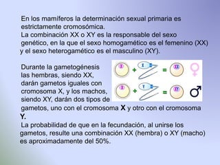 En los mamíferos la determinación sexual primaria es 
estrictamente cromosómica. 
La combinación XX o XY es la responsable del sexo 
genético, en la que el sexo homogamético es el femenino (XX) 
y el sexo heterogamético es el masculino (XY). 
Durante la gametogénesis 
las hembras, siendo XX, 
darán gametos iguales con 
cromosoma X, y los machos, 
siendo XY, darán dos tipos de 
gametos, uno con el cromosoma X y otro con el cromosoma 
Y. 
La probabilidad de que en la fecundación, al unirse los 
gametos, resulte una combinación XX (hembra) o XY (macho) 
es aproximadamente del 50%. 
 