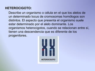 HETEROCIGOTO: 
Describe un organismo o célula en el que los alelos de 
un determinado locus de cromosomas homólogos son 
distintos. El aspecto que presenta el organismo suele 
estar determinado por el alelo dominante. Los 
organismos heterocigotos, cuando se relacionan entre sí, 
tienen una descendencia que es diferente de los 
progenitores. 
 