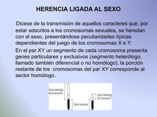 HERENCIA LIGADA AL SEXO 
Dícese de la transmisión de aquellos caracteres que, por 
estar adscritos a los cromosomas sexuales, se heredan 
con el sexo, presentándose peculiaridades típicas 
dependientes del juego de los cromosomas X e Y. 
En el par XY un segmento de cada cromosoma presenta 
genes particulares y exclusivos (segmento heterólogo, 
llamado también diferencial o no homólogo), la porción 
restante de los cromosomas del par XY corresponde al 
sector homólogo. 
 