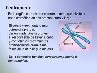 Centrómero: 
Es la región estrecha de un cromosoma, que divide a 
cada cromátida en dos brazos (corto y largo). 
El centrómero, junto a una 
estructura proteica 
denominada cinetocoro, es 
el responsable de llevar a cabo 
y controlar los movimientos 
cromosómicos durante las 
fases de la mitosis y la meiosis. 
Se lo denomina también constricción primaria ó 
centromérica. 
 